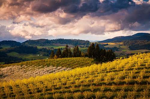 hood river green grass field field